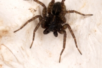 Un mle (Araneae - Lycosidae - Pardosa tenuipes)